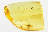 Detailed Fossil Death-Watch Beetle (Dryophilinae) in Baltic Amber #310864-1